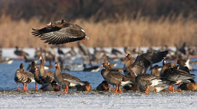 Wild geese flock to Tata