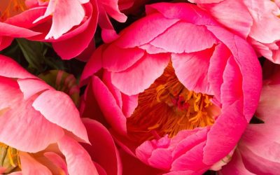 The Pentecost Rose