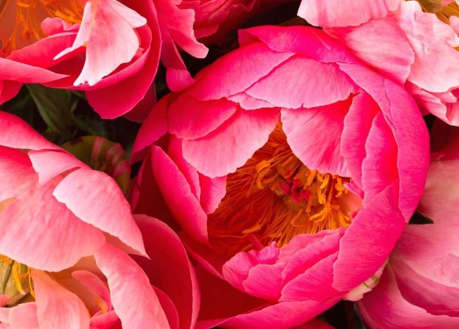 The Pentecost Rose